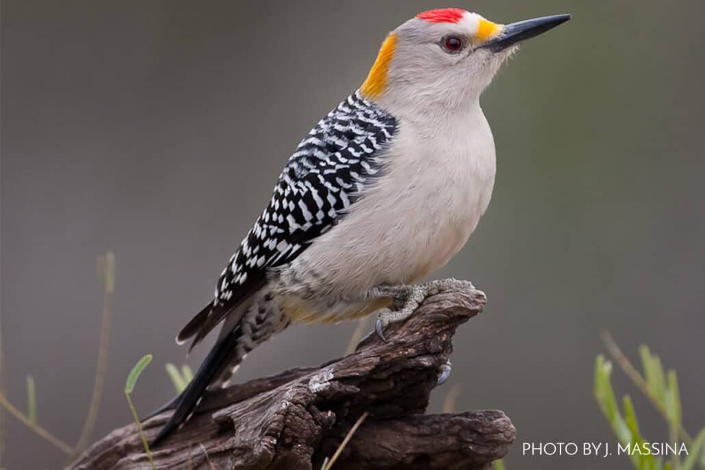Woodpeckers: The Vertical Birds