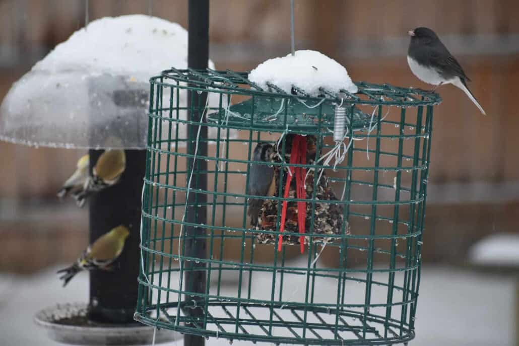Cleaning Bird Feeders in Winter