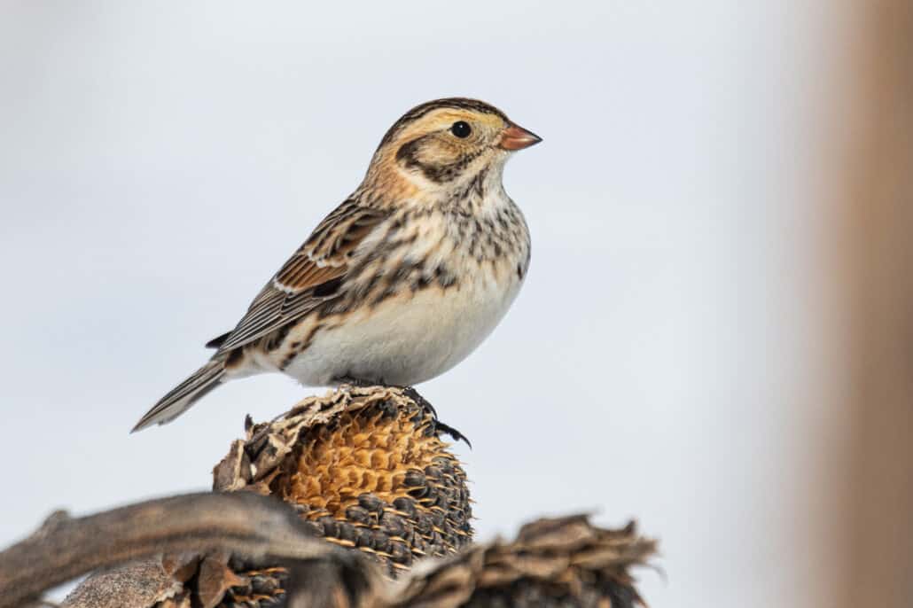 Bruce’s BirdTography: The Challenges of Photographing Birds in Winter