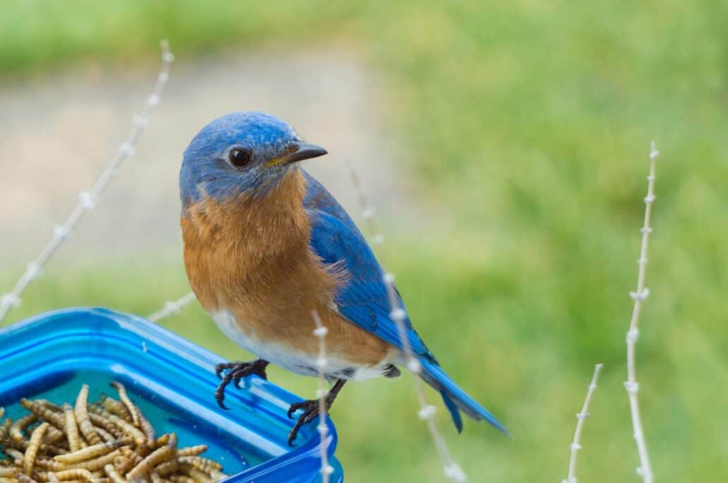 Why I Switched from Mealworms to Grubs in My Feeders