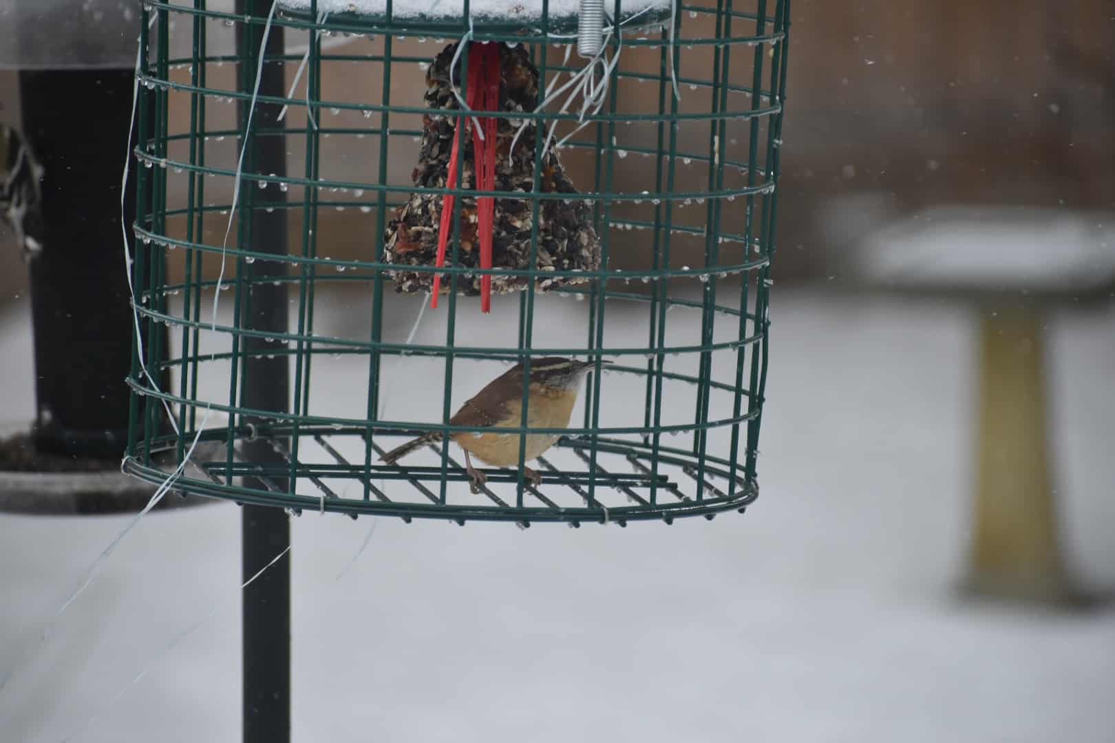 Normally observed poking at the side of this suet bell, an ever-crafty Carolina wren wisely nibbled from below to keep a little bit drier. Photo by Kelly Ball.