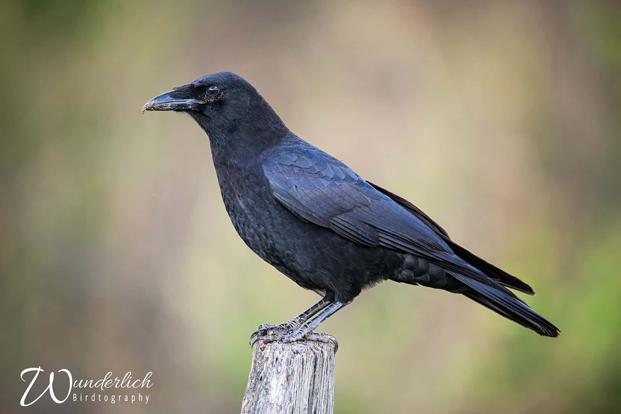 Bruce s BirdTography Can Birds Predict The Weather BWD Magazine