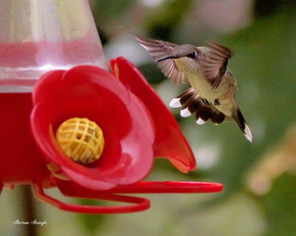 A hummingbird hovers in front of a hummingbird feeder.
