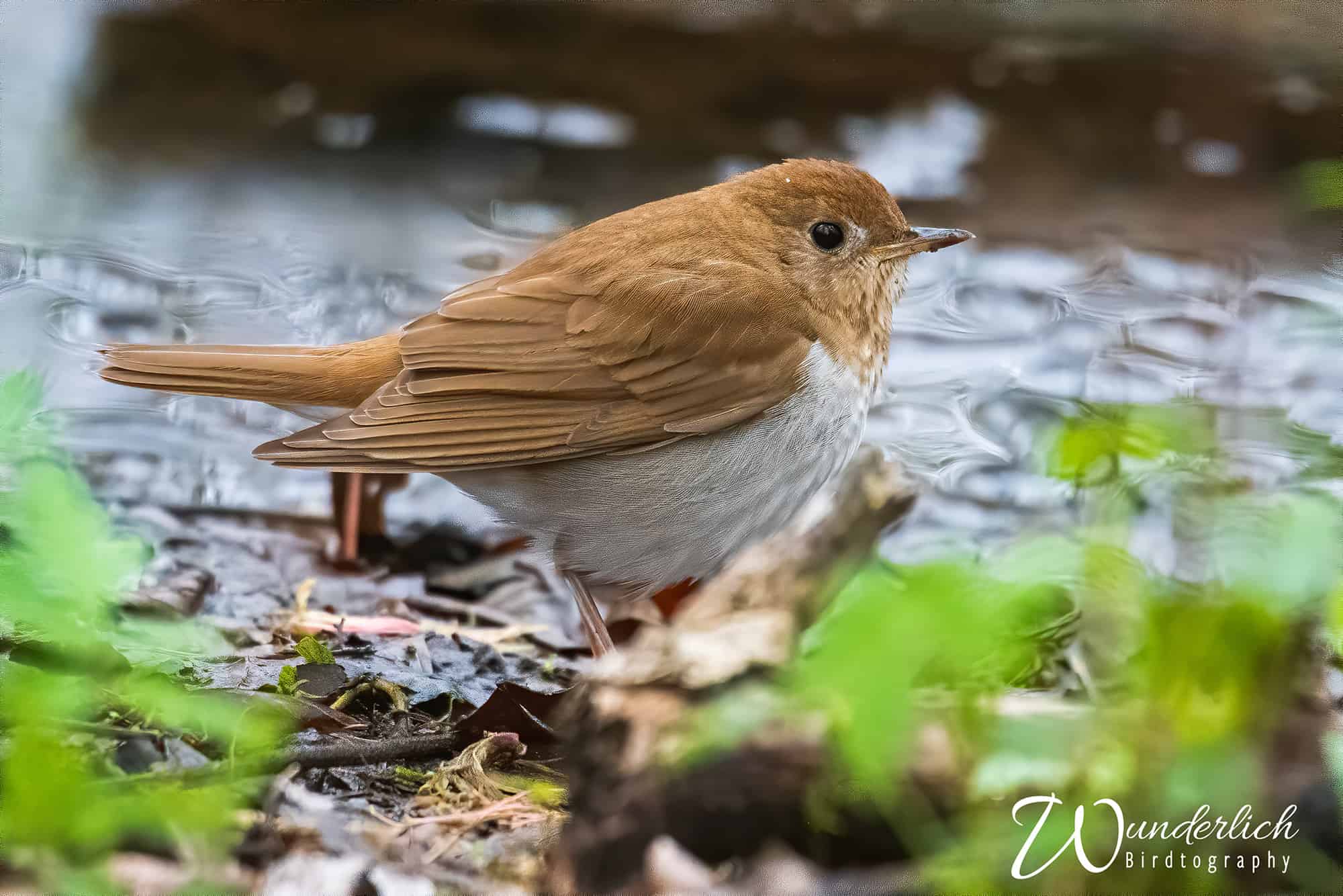 Bruce s BirdTography Can Birds Predict The Weather BWD Magazine