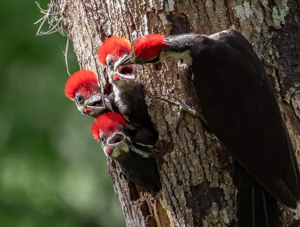 Five Ways to Help Birds on Mother’s Day—and Every Day!
