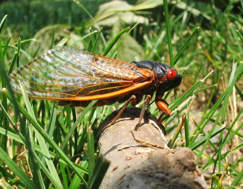 Why Are Birds Dying in Virginia? A Hypothesis