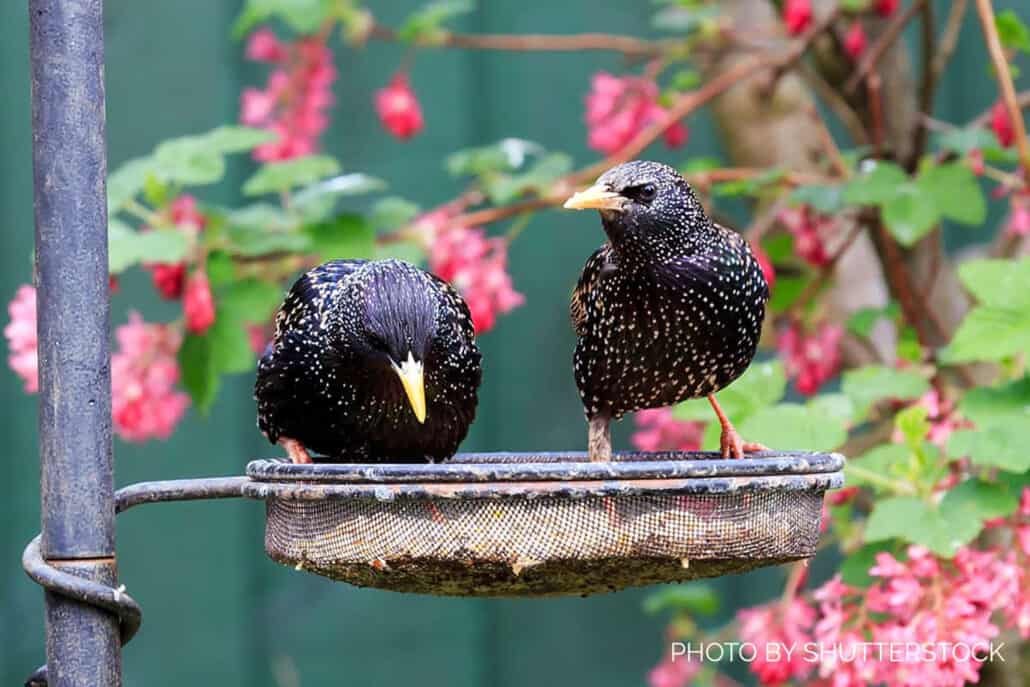 Common Backyard Feeder Problems (and How to Solve Them!)