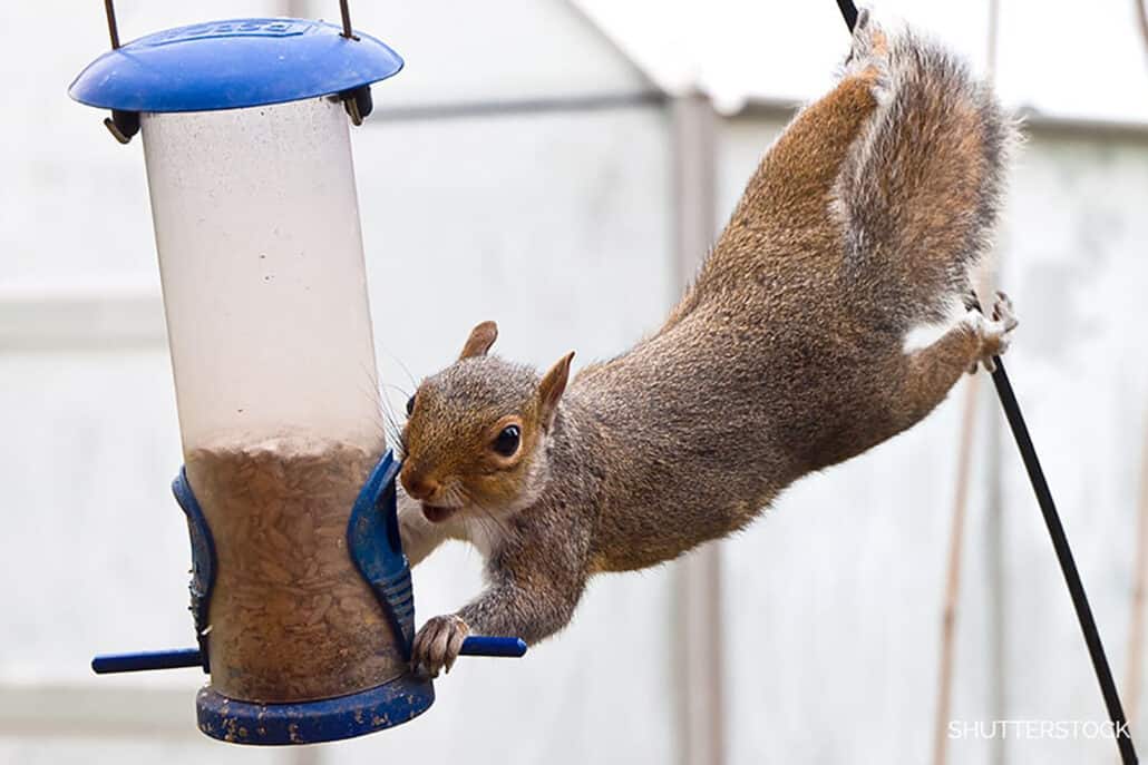 Keeping Squirrels Off Your Feeders