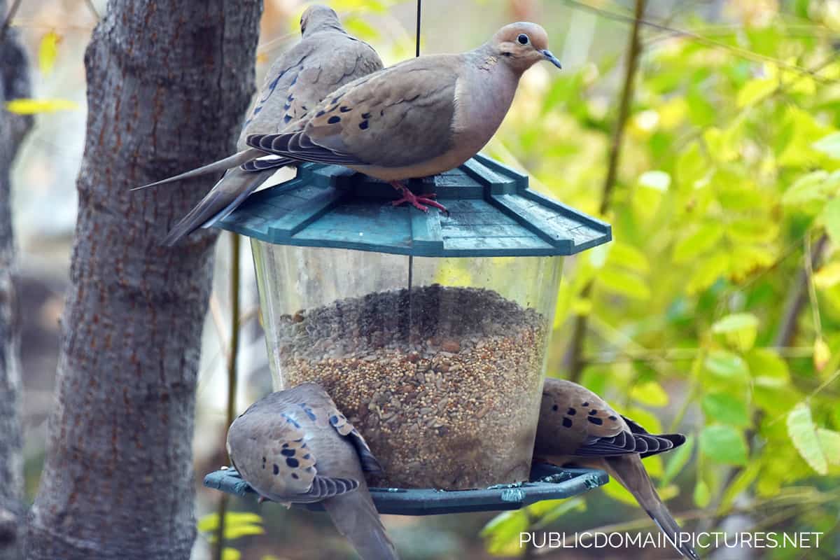 8 Common Bird Feeder Mistakes You Might Be Making (And How to Fix Them)