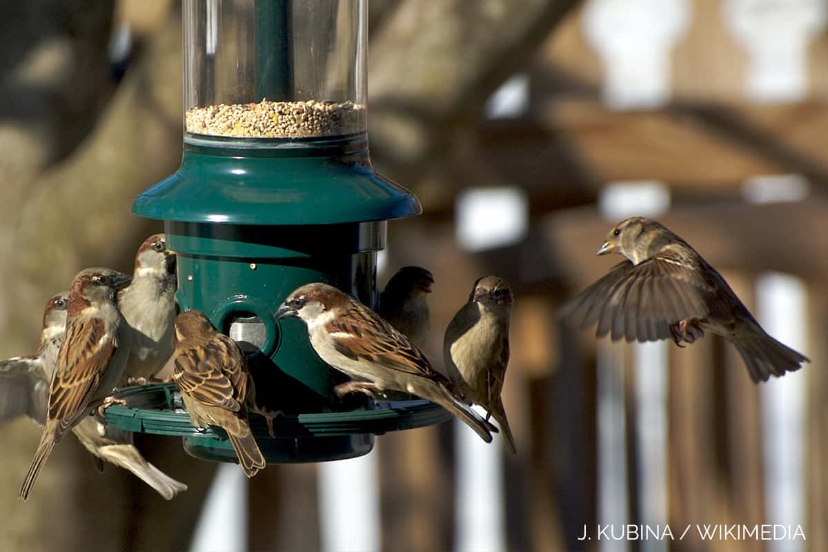 House Sparrows (AKA English Sparrows) Do Not Like Monofilament