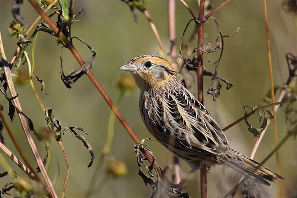 Breeding Bird Survey: Spring Count in North Dakota