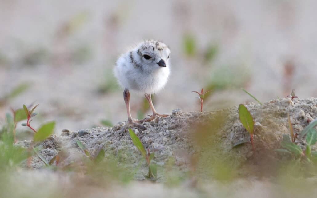 The Small Miracle of Nesting Piping Plovers