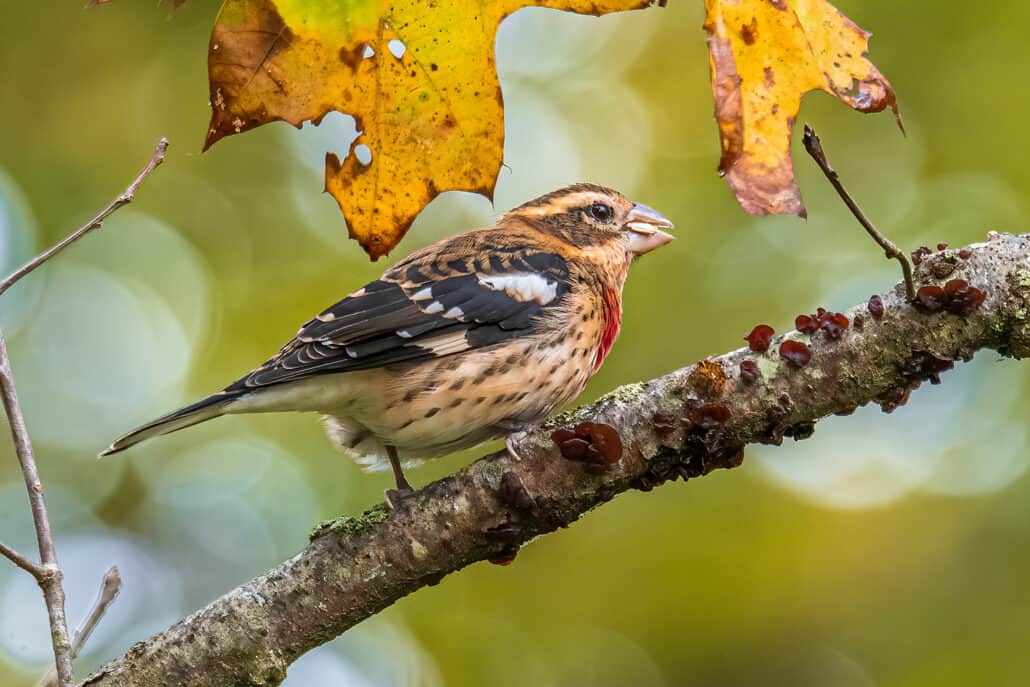 Bruce’s Birdtography: The Joys of Fall Migration