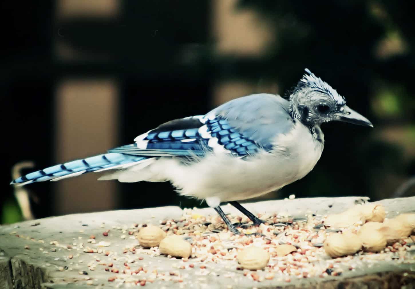 Blue Jays Have Beautiful Feathers