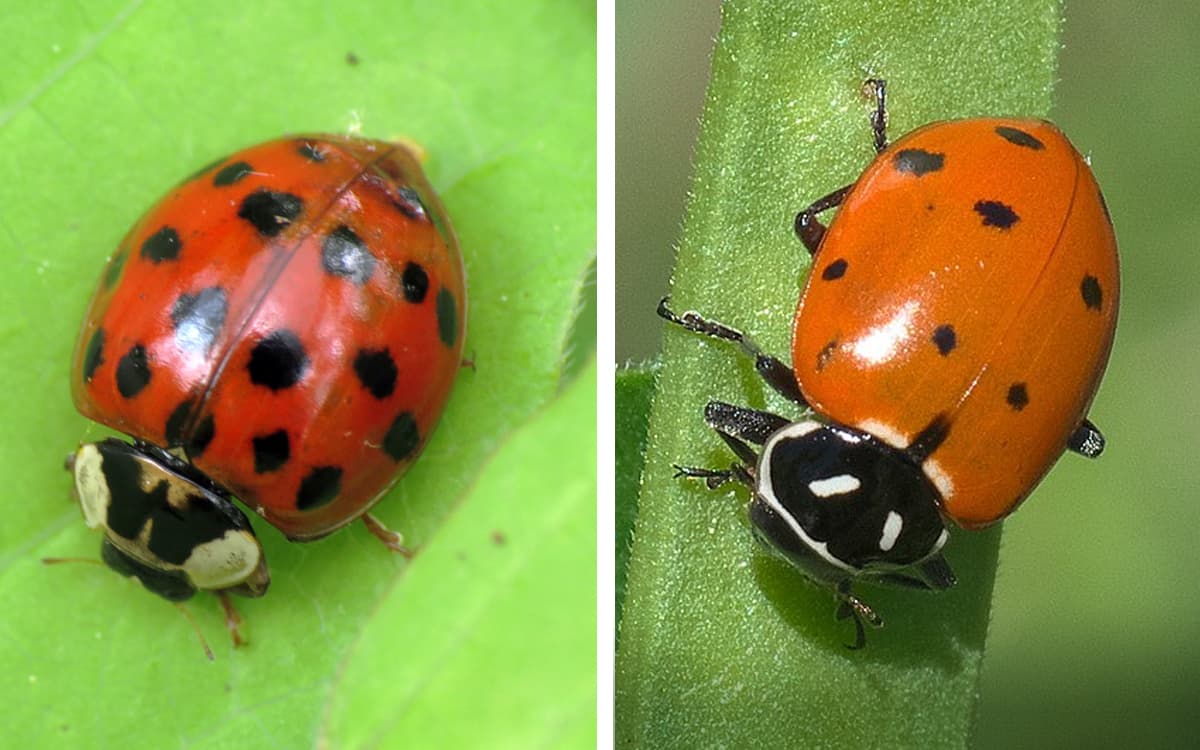 Ladybugs or Ladybird Beetles  University of Maryland Extension