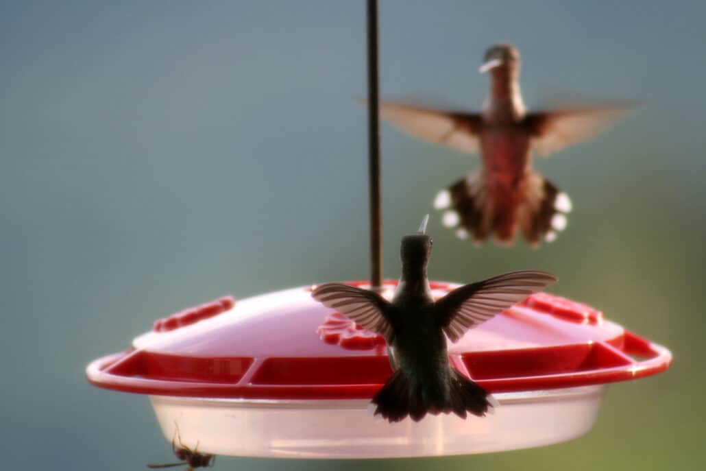Foiling a Bully Hummingbird