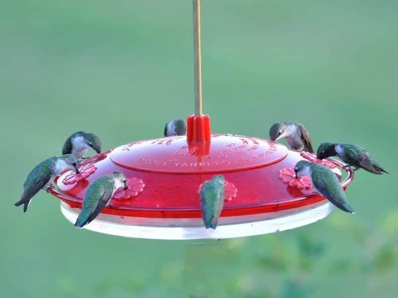 Ruby-throated hummingbirds around feeder by Janet Quinn
