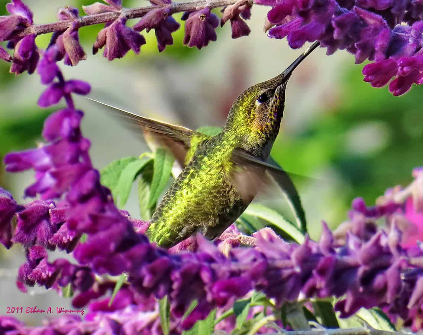 Annas Hummingbird at Mexican Sage by Ethan Winning
