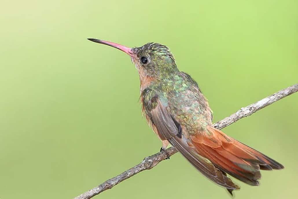 Hummingbird Resources