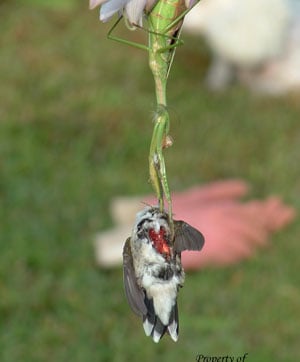 praying mantis eating bird