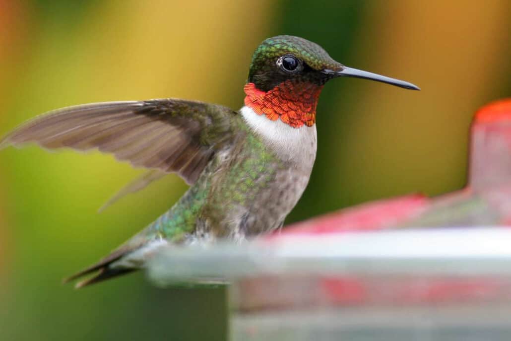 Myths About Hummingbirds
