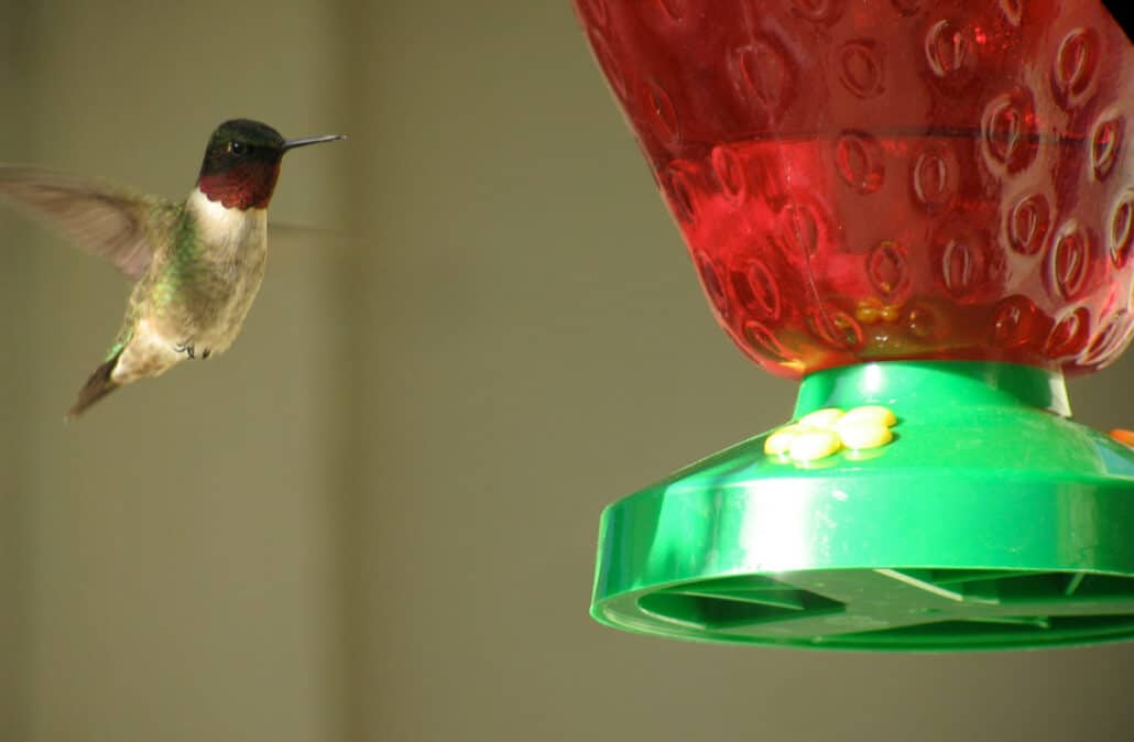 Ruby Throated Hummer At Feeder