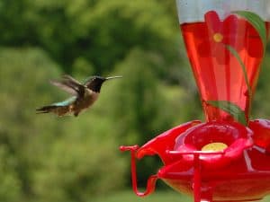 Hummingbird at feeder by Greg Tandarich