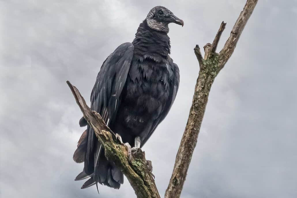 Bruce’s Top 10 Scary Birds