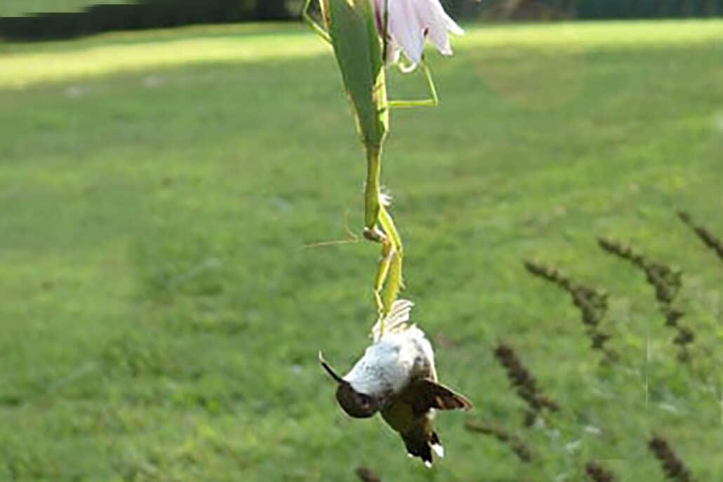 Praying Mantis: Hummingbird Predator