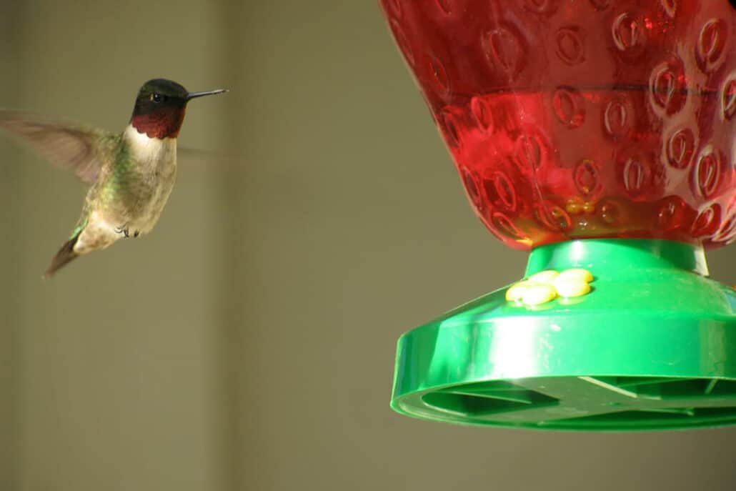 Red Food Coloring and Hummingbirds